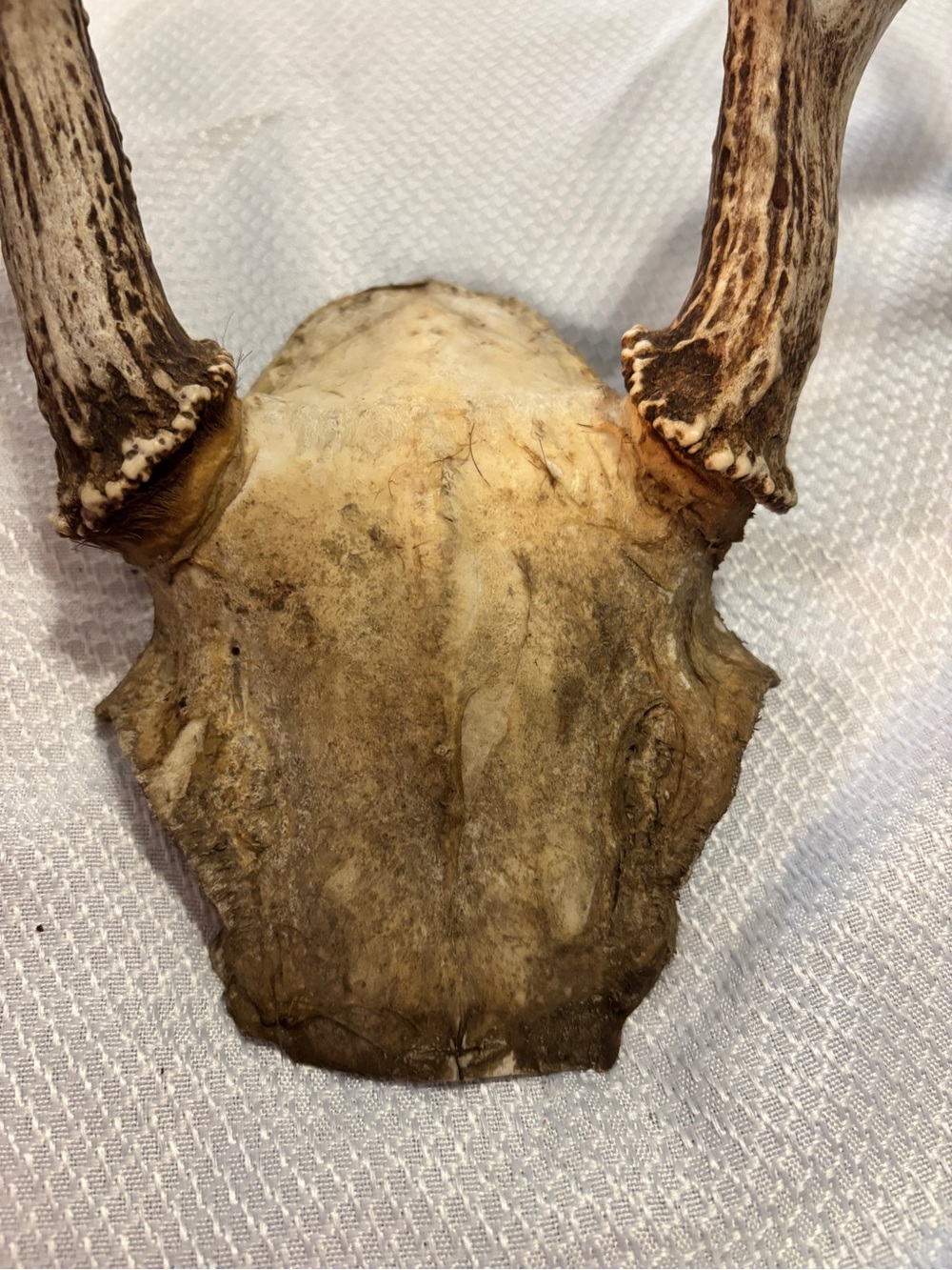 Texas White Tail Deer Antlers - Picture 4 of 10